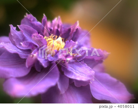 八重咲きクレマチス（フランシスカ・マリー） 4058011