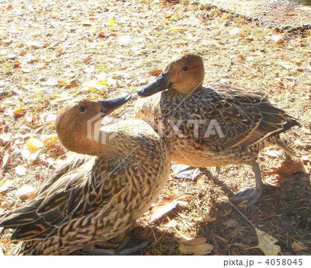 見つめあうカモ 見つめあうカモ 4058045