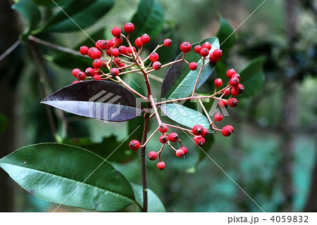 カナメモチ果実 4059832