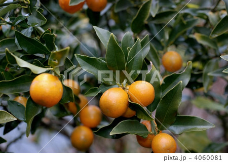 キンカン果実 4060081