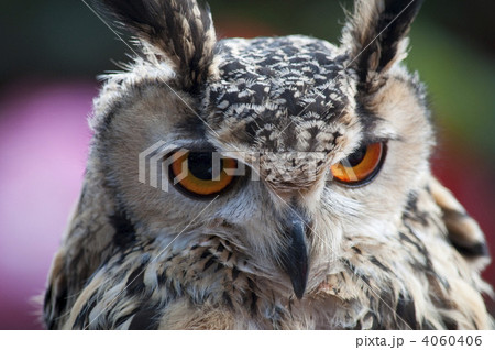 ワシミミズク 4060406