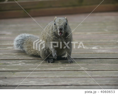 タイワンリス 冬毛 タイワンリス 冬毛 4060653