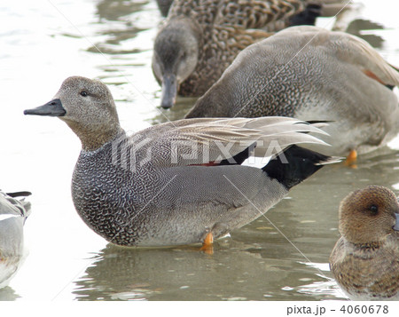 オカヨシガモ オカヨシガモ 4060678