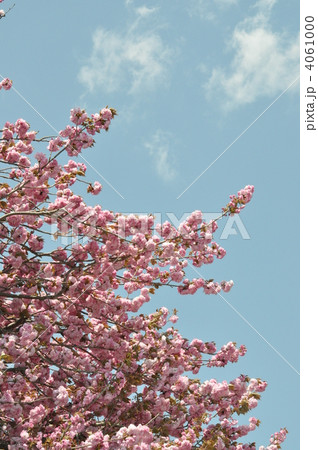 八重桜 4061000