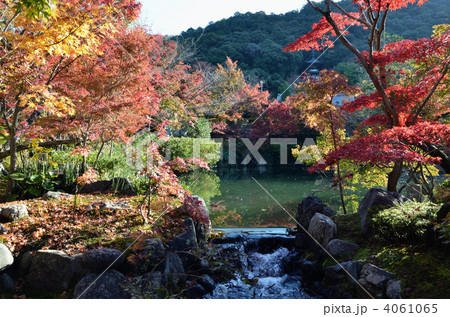 永観堂、放生池のほとりとモミジ 4061065
