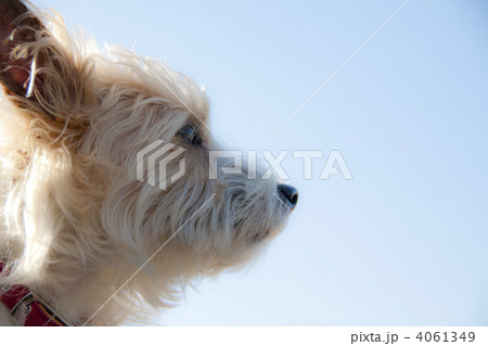 ジャックラッセルテリアの横顔 4061349