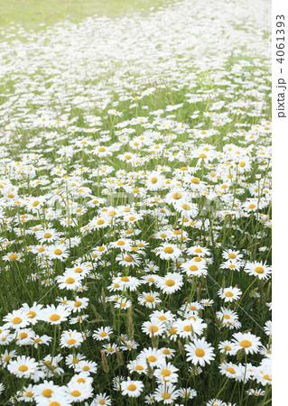 満開のマーガレット 4061393