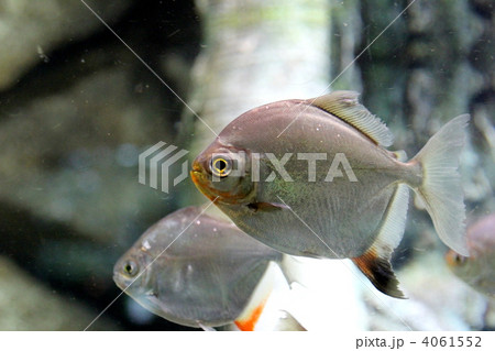 メニチス メニチス 4061552