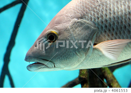 フエダイ 4061553