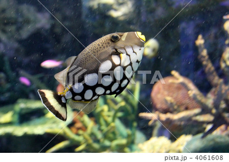 モンガラカワハギ 4061608