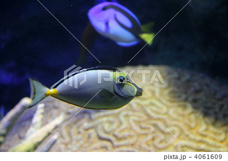 クロハギ＆ナンヨウハギ 4061609