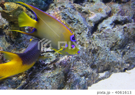 クィーンエンゼルフィッシュ&スパニッシュホグフィッシュ 4061613