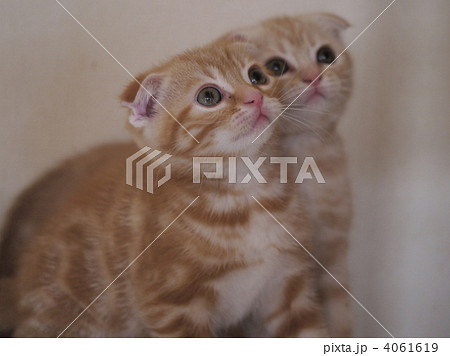 折れ耳兄弟 折れ耳兄弟 4061619