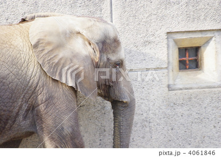 若いアフリカ象の横顔（クローズアップ） 4061846
