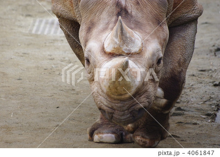 クロサイの顔 クロサイの顔 4061847
