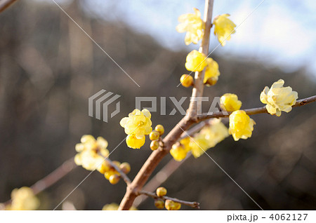 ロウバイ 4062127