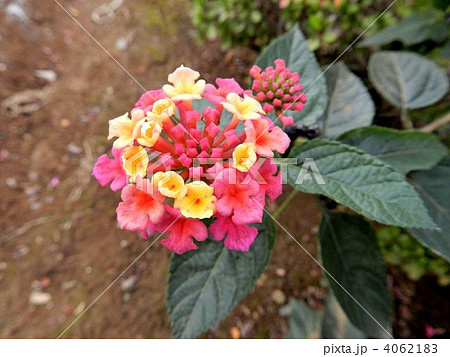 ランタナ ランタナ 4062183