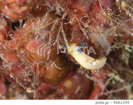 キシマオトメウミウシ 4062295