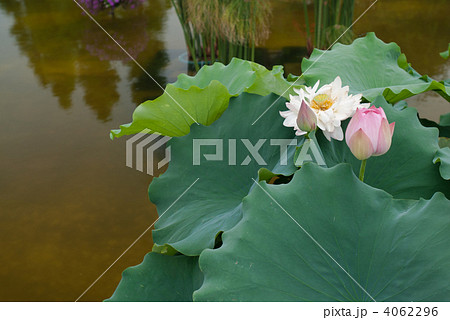 草津市立水生植物公園みずの森 夏の花影の池のハス 草津市立水生植物公園みずの森 夏の花影の池のハス 4062296