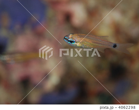 アオスジテンジクダイ 4062298