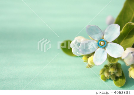 ブルースター 4062382