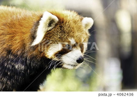 レッサーパンダ レッサーパンダ 4062436