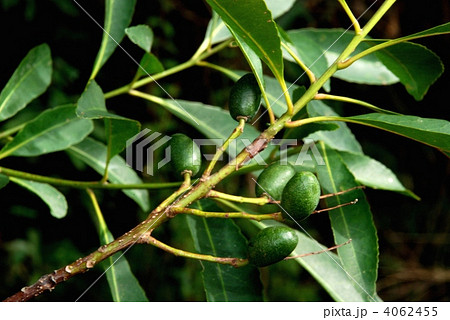 ホルトノキ果実 ホルトノキ果実 4062455