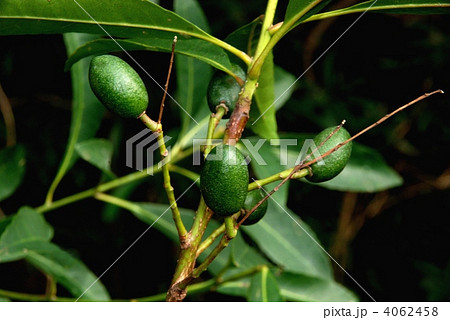 ホルトノキ果実 ホルトノキ果実 4062458