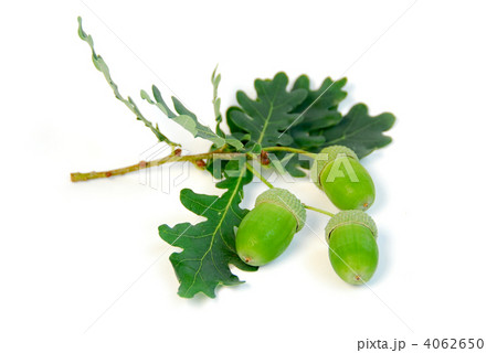 Acorns oak branch Acorns oak branch 4062650