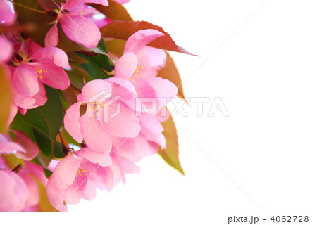 Blooming branch Blooming branch 4062728