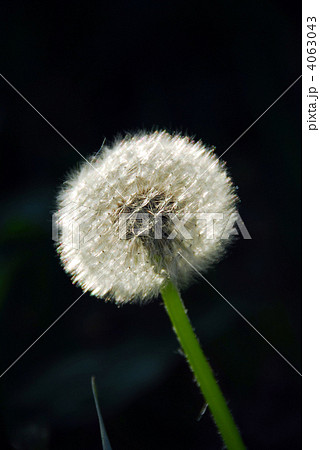 Dandelion Dandelion 4063043