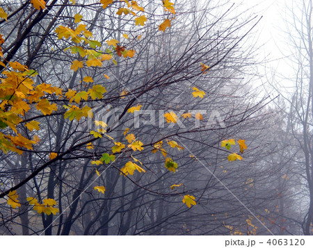 Last maple leaves in the fog Last maple leaves in the fog 4063120