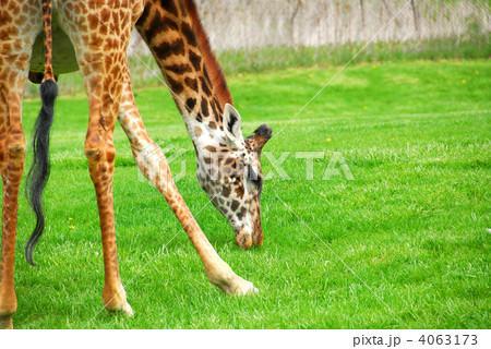 Giraffe Giraffe 4063173