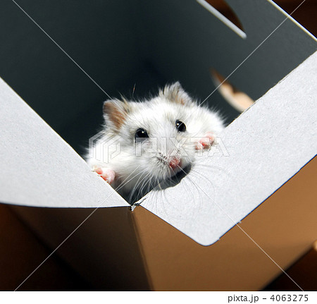 Hamster in a box Hamster in a box 4063275