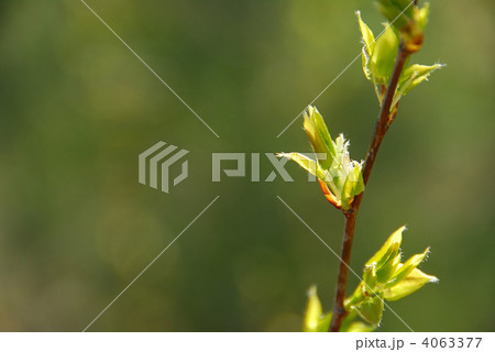 Spring leaf green 4063377