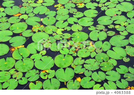 Lily pads background Lily pads background 4063388