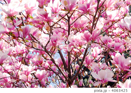 Blooming magnolia Blooming magnolia 4063425