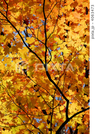 Maple leaves 4063473