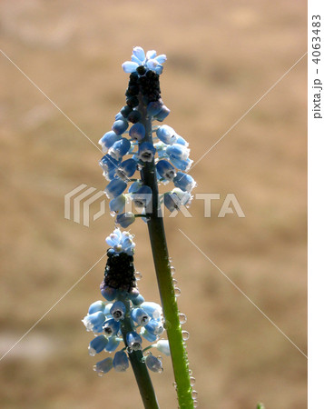 Spring blue flowers 4063483