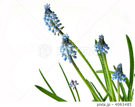 Blue spring flowers on white Blue spring flowers on white 4063485