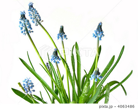 Blue spring flowers on white 4063486