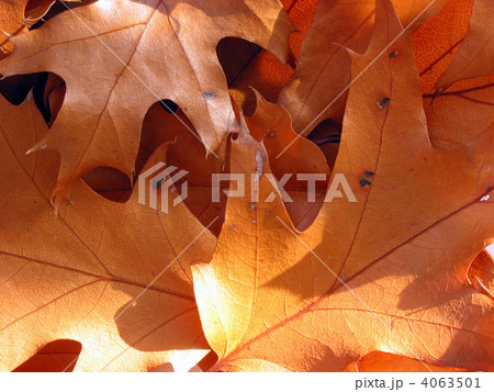 Closeup on sunlit oak leaves 4063501