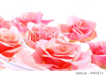 Pink roses 4063571