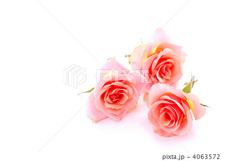 Pink roses Pink roses 4063572