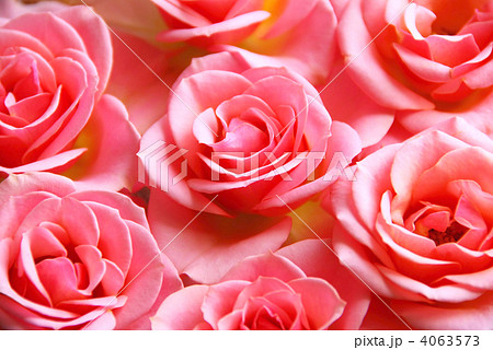 Pink roses 4063573