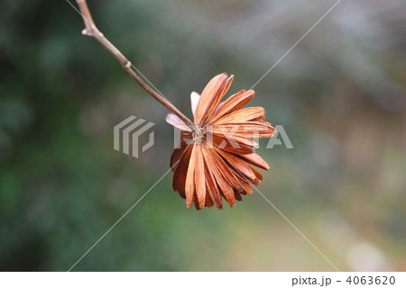 カンレンボク果実 カンレンボク果実 4063620