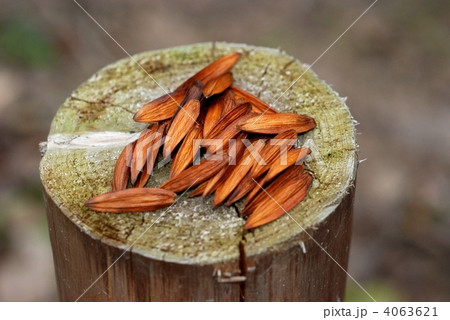 カンレンボク果実 4063621