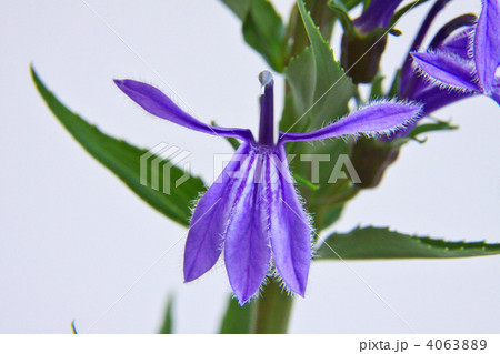 サワギキョウ サワギキョウ 4063889