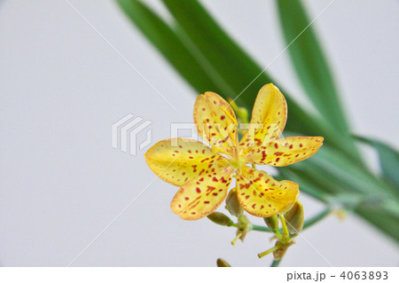 ヒオウギ 4063893