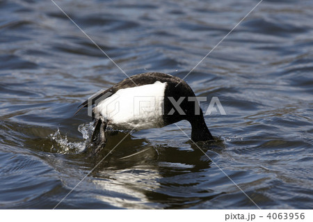 潜るキンクロハジロ 4063956